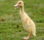 BEBEK